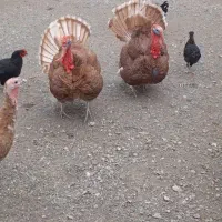 مرغ خروس بوقلمون