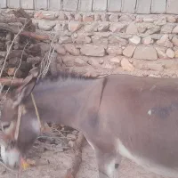فروش خر