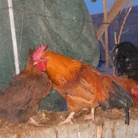 یک عدد خروس|پرنده|طبس, |دیوار