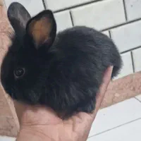 خرگوش از نژاد لپ