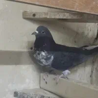 کبوتر|پرنده|کرج, باغستان|دیوار