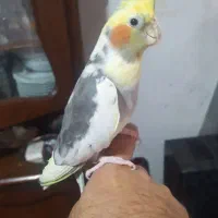 عروس نر یکساله باهوش و سخنگو