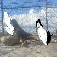 کفتر گرفتنی پرشی