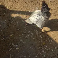 خروس
