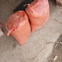 گندم ساجی .جو محلی .نخود دانه درشت