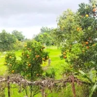 نیروی نظافتی