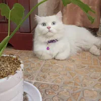 جفت گیری|گربه|همدان, |دیوار