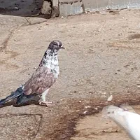 کبوتر پرش سنگین