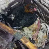مرغ کت