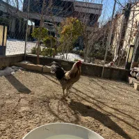 خروس خارجی نژادامریکانا امراکانا، آمروکانا تخم سبز