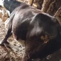 سه عدد تلیسه و یک عدد گاو قصر|حیوانات مزرعه|اهر, |دیوار