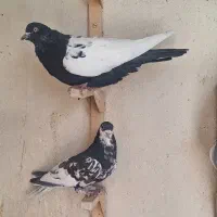 یال الماسی چپ سیاه سینه|پرنده|شیراز, مسلم|دیوار