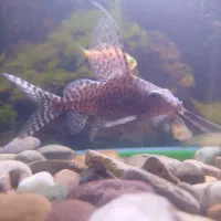 فروش لجن خار