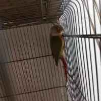 راهب،گرینچک،عروس هلندی،همگی جفت و مولد|پرنده|فسا, |دیوار