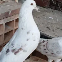 ۱جفت کبوتر آس و یه نر خال