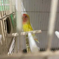 کوتوله|پرنده|زابل, |دیوار