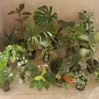 انواع گلهای زیبا