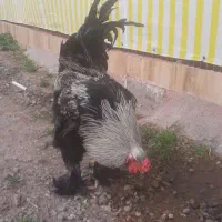 تخم برهمای اصیل|حیوانات مزرعه|رشت, شهرک قدس|دیوار