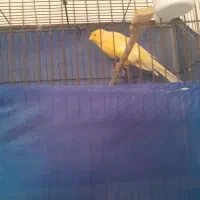 قناری بخون با صدای بلند رسمی بلند لیمویی