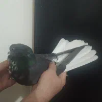 سینه باز دم سفید گرفته