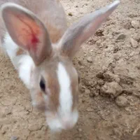 دوعدد خرگوش بالغ نرو ماده