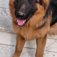 ژرمن شولاین اصیل|سگ|چالوس, |دیوار