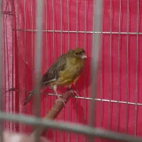 قناری ماده|پرنده|شاهین‌شهر, امیرکبیر|دیوار