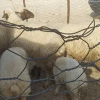 گوسفند و بره|حیوانات مزرعه|مهران (ایلام), |دیوار