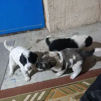 توله سگ قهدریجان|سگ|آباده, |دیوار