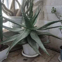 کاکتوس