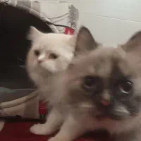 جفت گربه  ۱۵ تومن