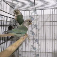 جفت گرینچیک پاین اپل|پرنده|اهواز, زندوکیلی|دیوار