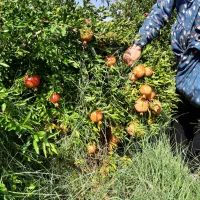 فروش ۶۰۰درخت انار در زیرتنگ سیاب|فروش زمین و ملک کلنگی|کوهنانی, |دیوار