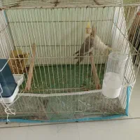 عروس هلندی جفت با لوازم معاوضه ام میکنم