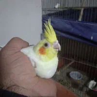 عروس هلندی جوجه ۲ ماهه|پرنده|مراغه, |دیوار