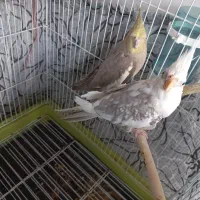 یک جفت عروس هلندی بالغ
