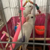 طوطی برزیلی ۳ عدد