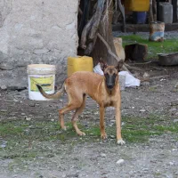 واگذاری سگ مالینیوز