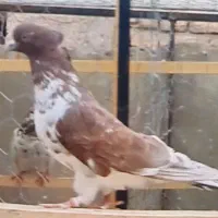 گمشده|پرنده|سیرجان, |دیوار