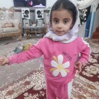 ۲ عددکتوله کاملا دستی