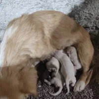 توله سگ جک راسل . شیتزو