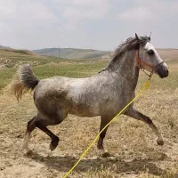 اسب عرب|اسب و تجهیزات اسبسواری|اردبیل, |دیوار
