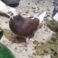 باخت رفته