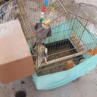 فروش حراج عروس هلندی  دونه ای یه تومان