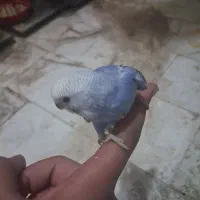 جوجه مرغ عشق|پرنده|قم, پردیسان|دیوار