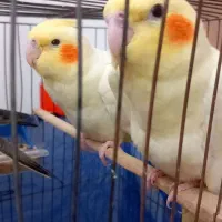جوجه ی عروس هلندی سه ماهه آرام وکاملا رام|پرنده|تهران, امام زاده عبدالله|دیوار