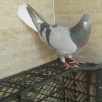 سبز دم سفید