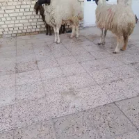 گوسفند بره|حیوانات مزرعه|اهواز, سیاحی(سه راه خرمشهر)|دیوار