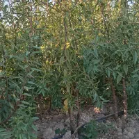 فروش نهال بادام وسیب وانواع نهال باچک صیادی