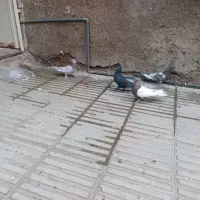 کبوتر|پرنده|فسا, |دیوار